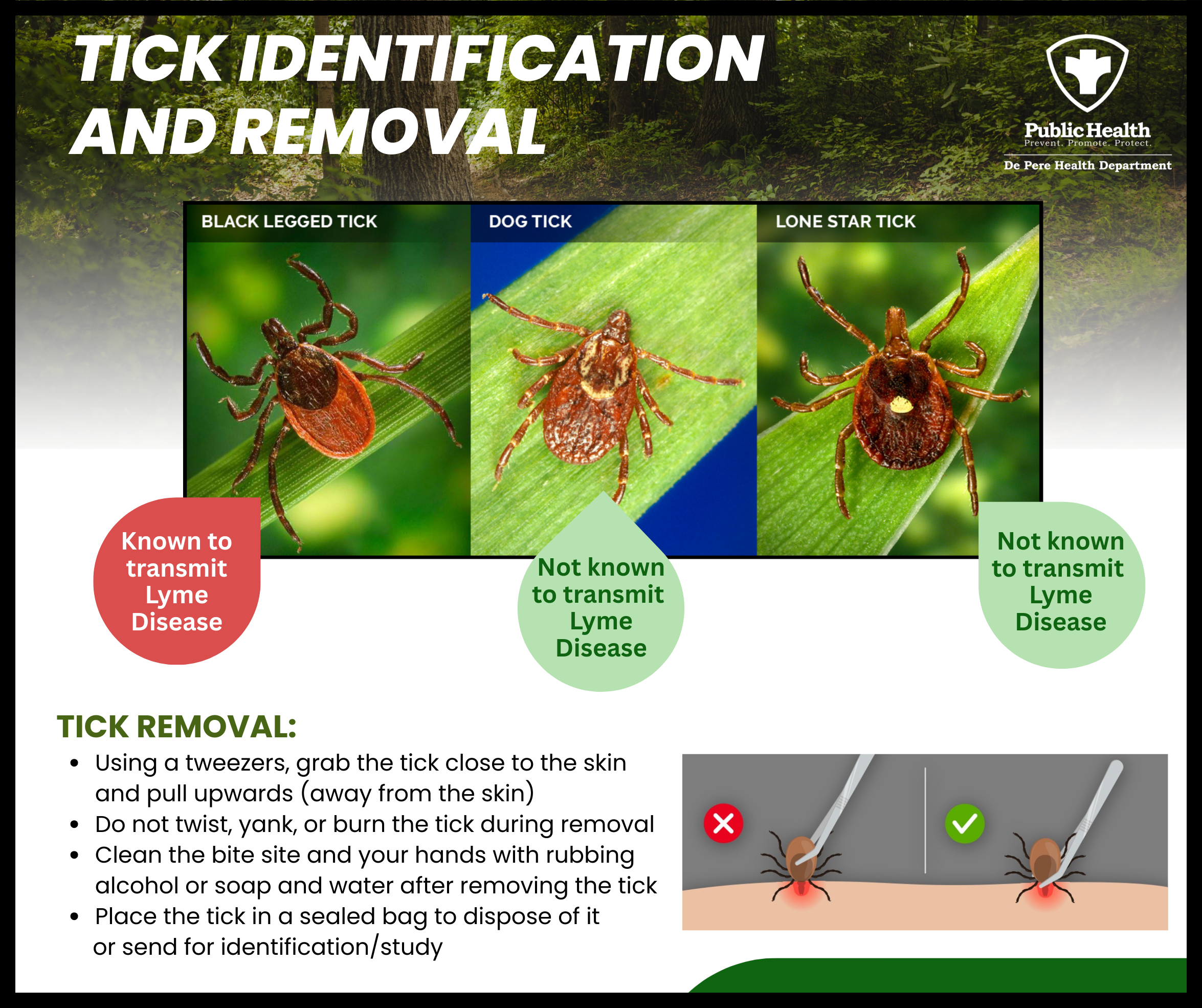 ticks